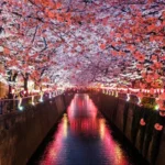 canal between cherry blossom trees